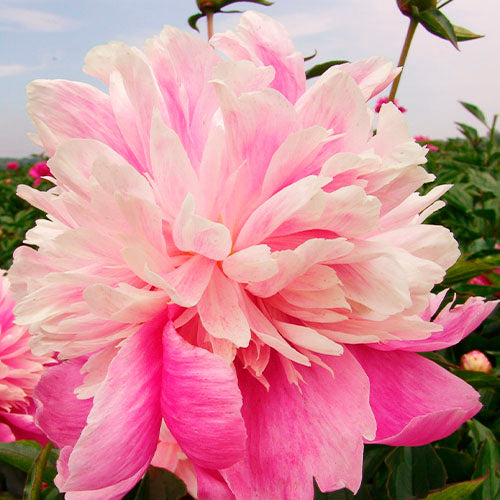 Peony Evening Dream - Peonita