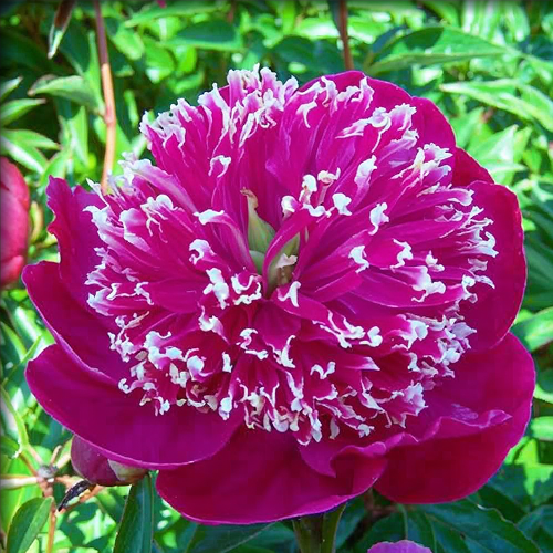 Peony Ada Niva (Herbaceous) - Peony Plants from Holland - Peonita