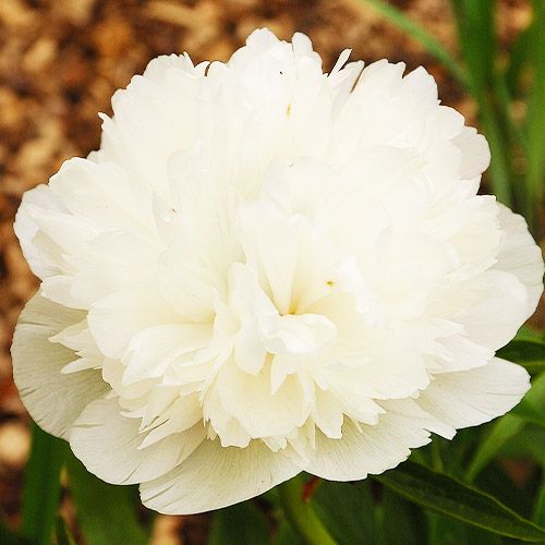 Peony Alba Plena - Peonita