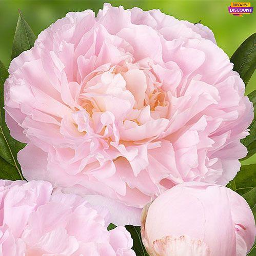 Peony Albert Crousse - Peony Plants from Holland - Peonita