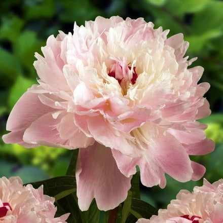 Peony Alertie