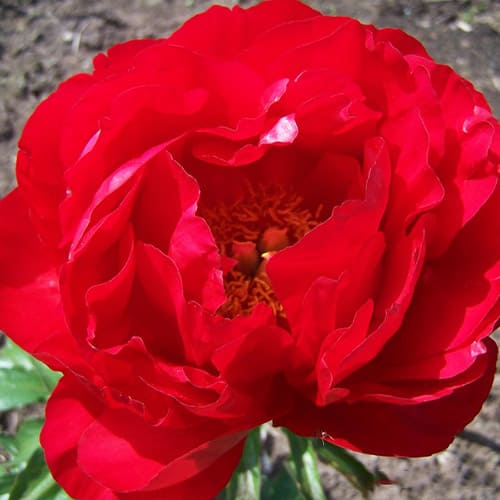 Peony Alexander Woolcott - Peonita