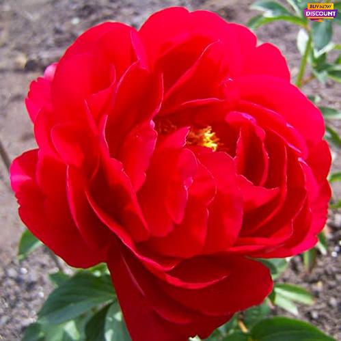 Peony Alexander Woolcott - Peony Plants from Holland - Peonita