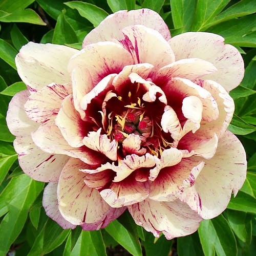 Peony All that Jazz (ITOH ) - Peonita