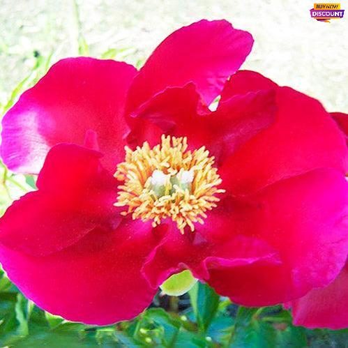 Peony America - Peony Plants from Holland - Peonita