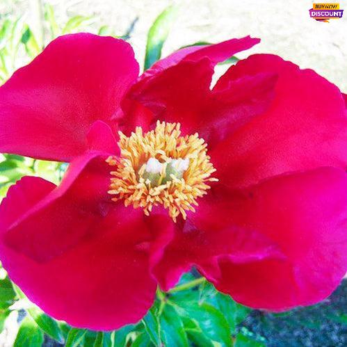 Peony America - Peony Plants from Holland - Peonita