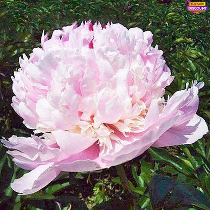 Peony Angel Cheeks - Peony Plants from Holland - Peonita