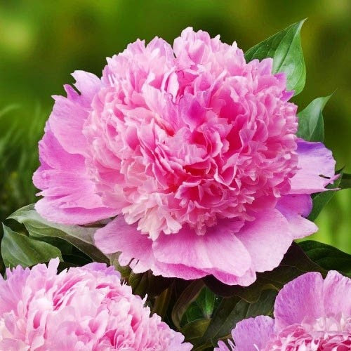 Peony Angel Cheeks
