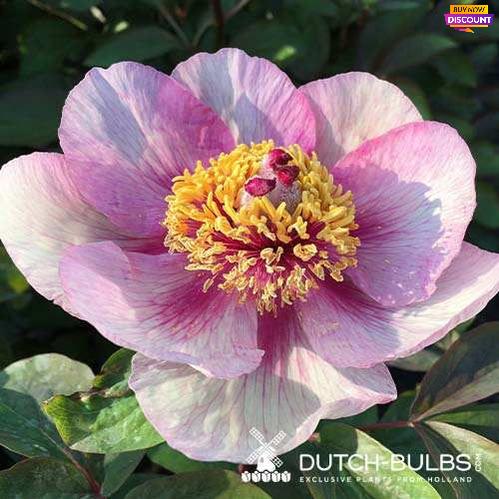 Peony Anika - Peony Plants from Holland - Peonita