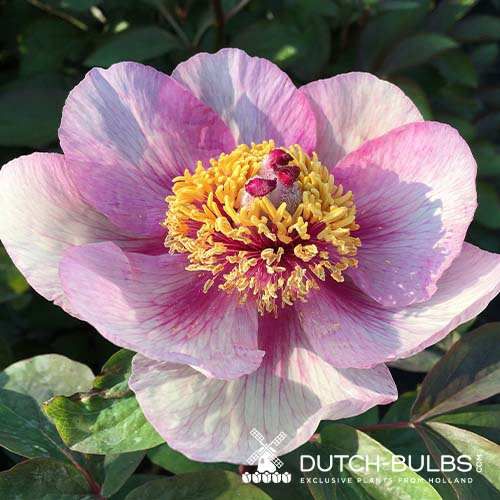 Peony Anika - Peonita