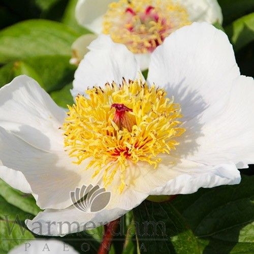 Peony Archangel - Peony Plants from Holland - Peonita