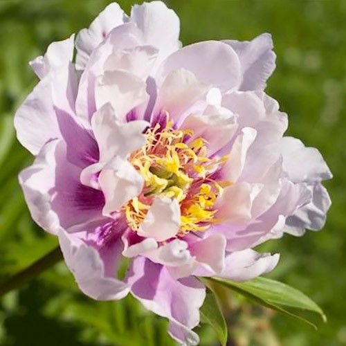 Peony Ballarena de Saval (ITOH ) - Peonita