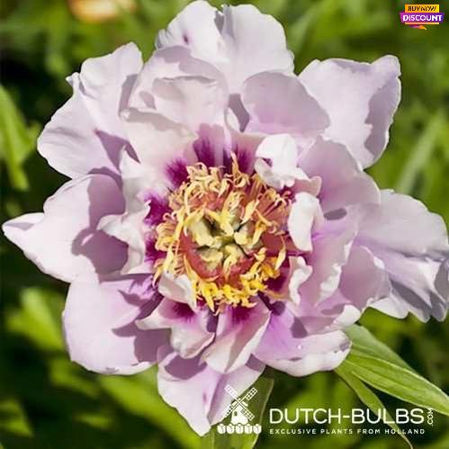 Peony Ballarena de Saval (ITOH ) - Peony Plants from Holland - Peonita