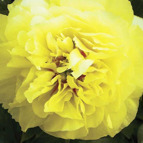 Peony Bartzella (ITOH ) - Peony Plants from Holland - Peonita