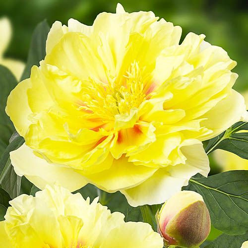 Peony Bartzella (Itoh)