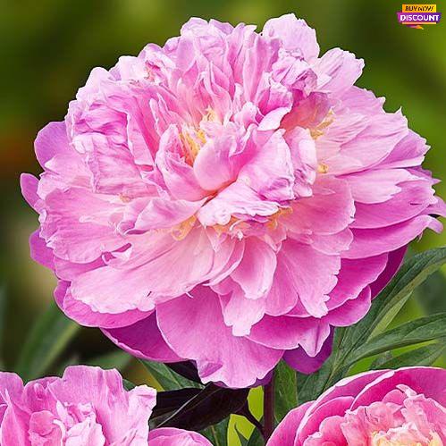 Peony Bella Donna - Peony Plants from Holland - Peonita
