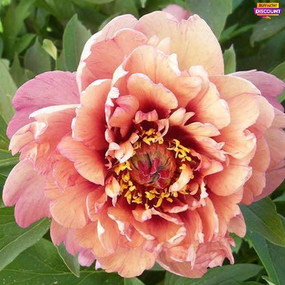 Peony Berry Garcia (ITOH ) - Peony Plants from Holland - Peonita