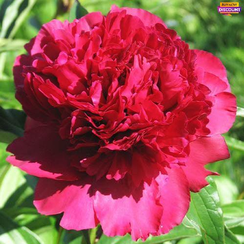 Peony Best Man - Peony Plants from Holland - Peonita