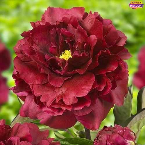 Peony Black Beauty - Peony Plants from Holland - Peonita