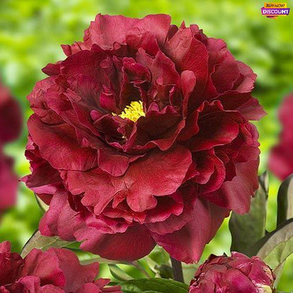 Peony Black Beauty - Peony Plants from Holland - Peonita