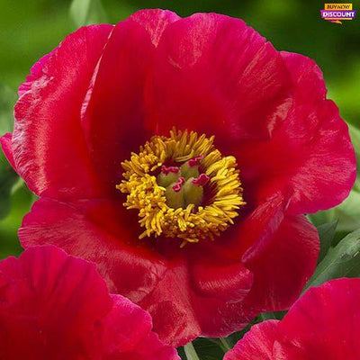 Peonija Blaze