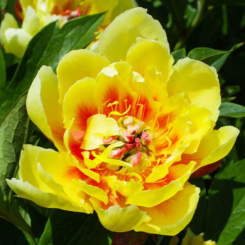 Peony Border Charm - Peonita