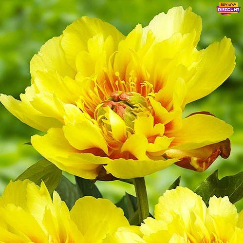 Peony Border Charm - Peony Plants from Holland - Peonita