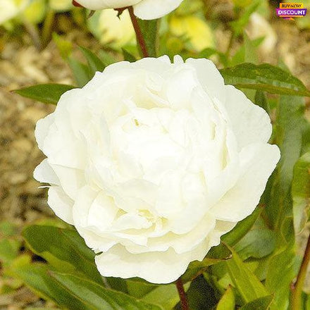 Peony Boule de Neige - Peony Plants from Holland - Peonita