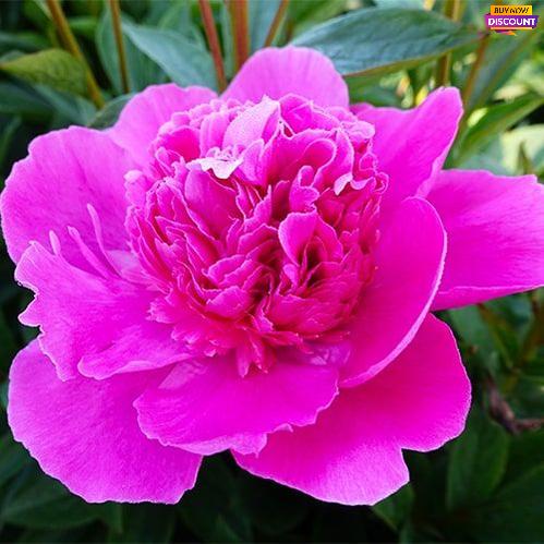 Peony Bouquet Perfect - Peony Plants from Holland - Peonita