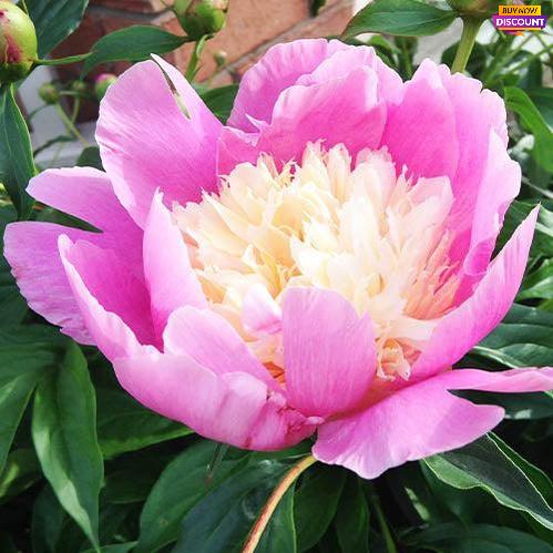 Peony Bowl of Love - Peony Plants from Holland - Peonita