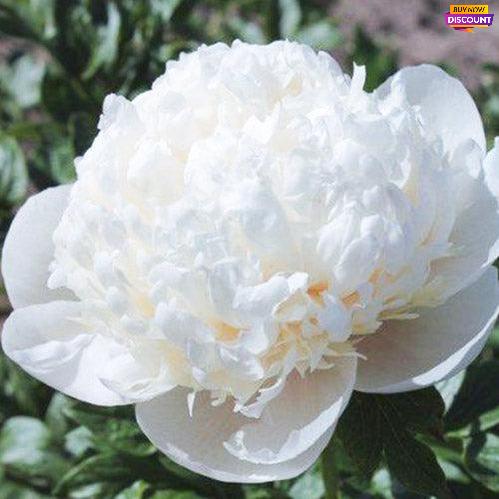 Peony Bridal Gown - Peony Plants from Holland - Peonita