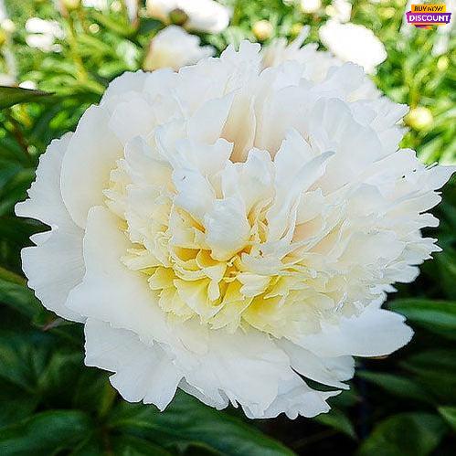 Peony Bridal Grace - Peony Plants from Holland - Peonita