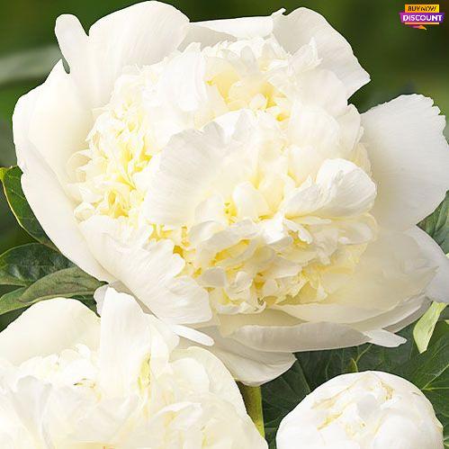 Peony Bridal Shower (Double) - Peony Plants from Holland - Peonita