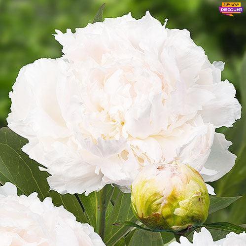 Peony Brother Chuck - Peony Plants from Holland - Peonita