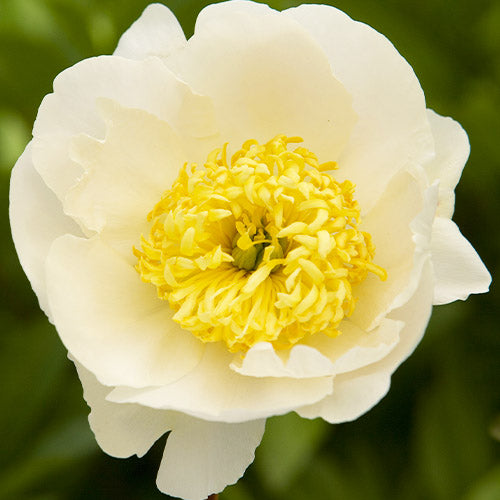 Peony Bu-te - Peonita