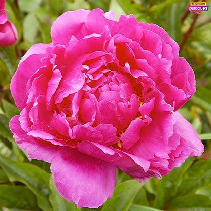 Peony Bunker Hill - Peony Plants from Holland - Peonita