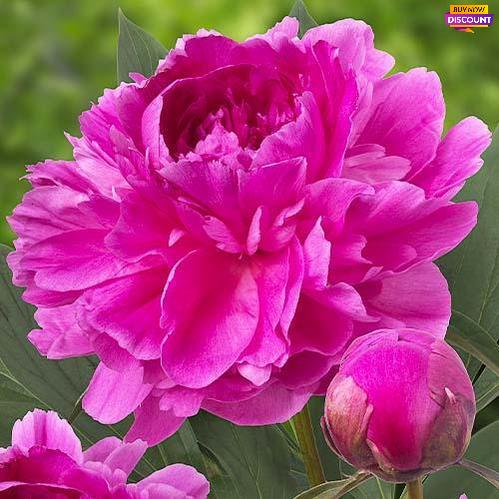 Peony Bunker Hill - Peony Plants from Holland - Peonita