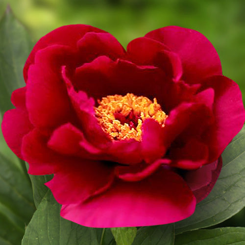 Peony Burnished Bronze - Peonita