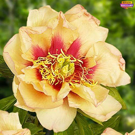 Peony Callies Memory (ITOH ) - Peony Plants from Holland - Peonita