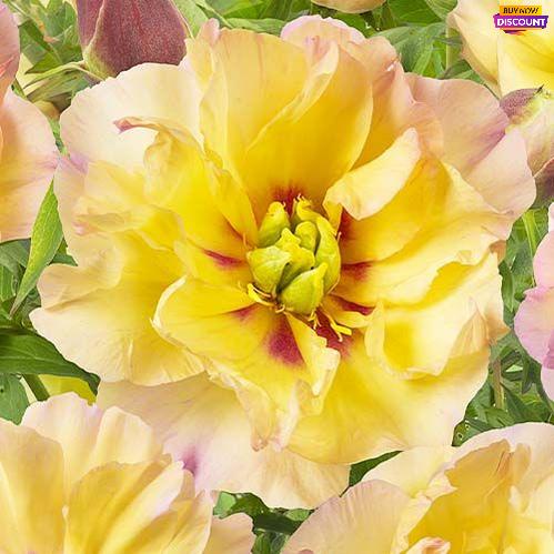 Peony Canary Brilliants (ITOH ) - Peony Plants from Holland - Peonita