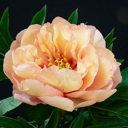 Peony Canary Brilliants (ITOH ) - Peonita