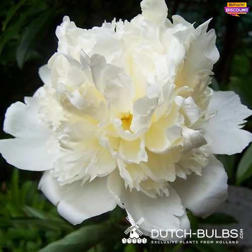 Peony Capital Dome - Peony Plants from Holland - Peonita