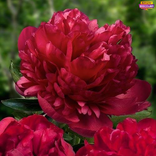 Peônias Vermelhas – Flores Brilhantes Clássicas