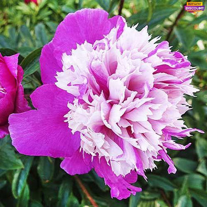 Peony Celebrity - Peony Plants from Holland - Peonita