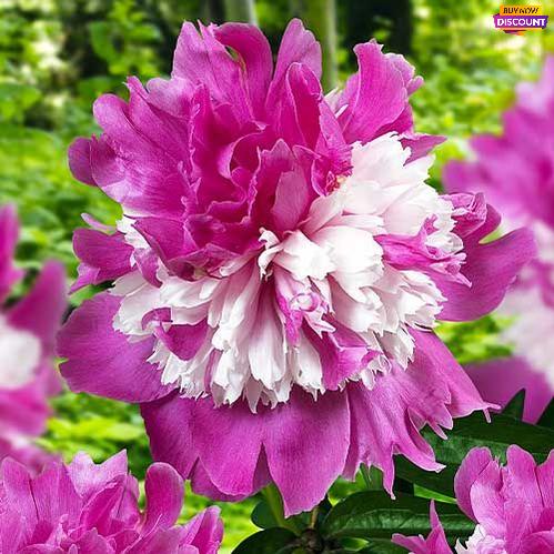 Peony Celebrity - Peony Plants from Holland - Peonita