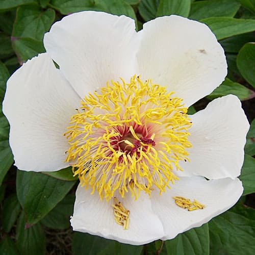 Peony Chalice - Peonita