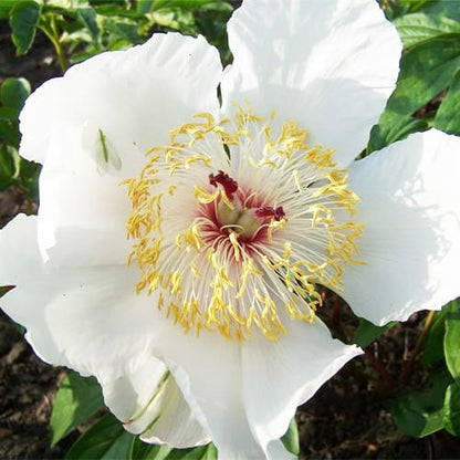 Peony Chalice - Peonita