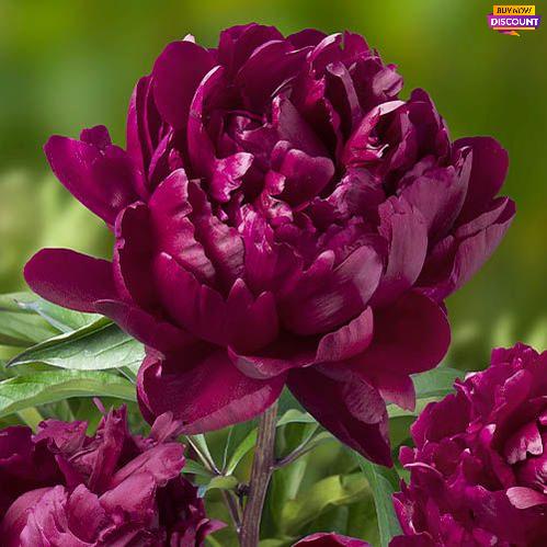 Peony Cherry Hill - Peony Plants from Holland - Peonita
