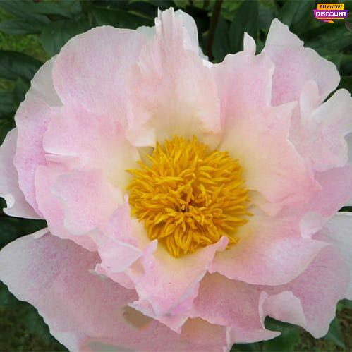 Peony Chiffon Clouds - Peony Plants from Holland - Peonita