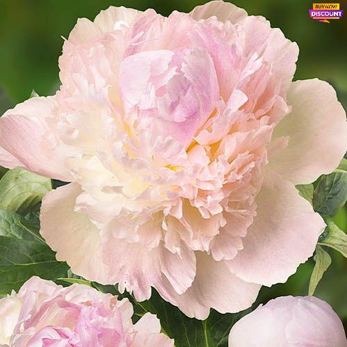 Peony Chiffon Parfait - Peony Plants from Holland - Peonita